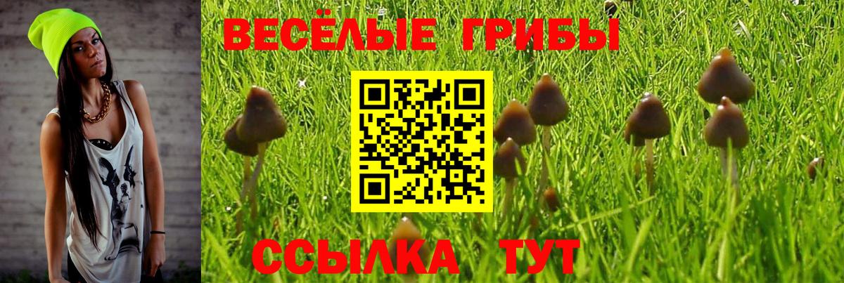 хочу   Псилоцибиновые грибы GOLDEN TEACHER  Вход с VPN  Павлово 